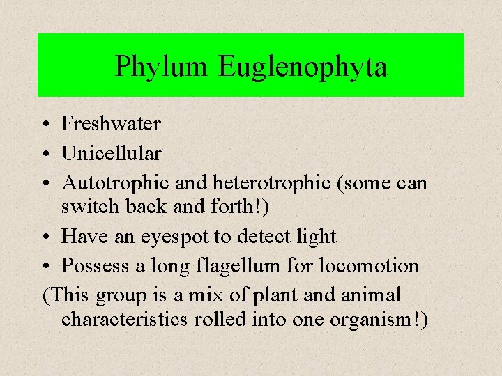 Phylum Euglenophyta • Freshwater • Unicellular • Autotrophic and heterotrophic (some can switch back Phylum Euglenophyta • Freshwater • Unicellular • Autotrophic and heterotrophic (some can switch back