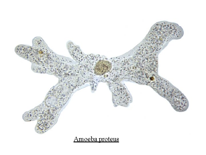 Amoeba proteus Amoeba proteus