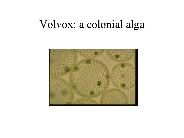 Volvox: a colonial alga Volvox: a colonial alga
