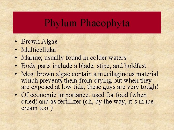 Phylum Phaeophyta • • • Brown Algae Multicellular Marine; usually found in colder waters Phylum Phaeophyta • • • Brown Algae Multicellular Marine; usually found in colder waters