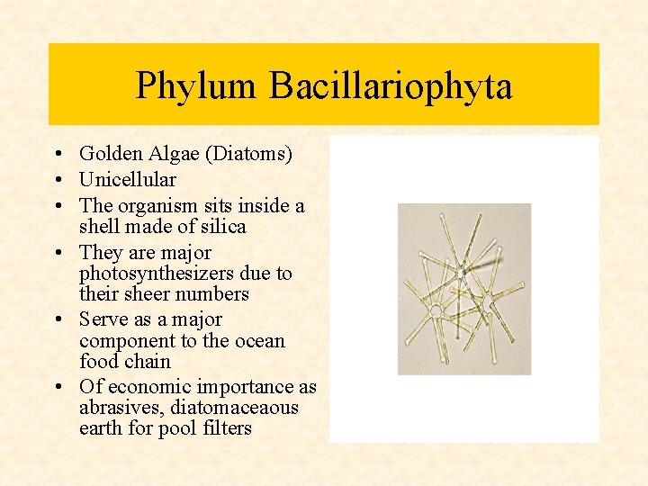 Phylum Bacillariophyta • Golden Algae (Diatoms) • Unicellular • The organism sits inside a Phylum Bacillariophyta • Golden Algae (Diatoms) • Unicellular • The organism sits inside a
