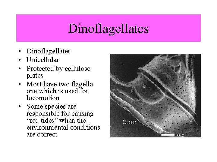 Dinoflagellates • Unicellular • Protected by cellulose plates • Most have two flagella one Dinoflagellates • Unicellular • Protected by cellulose plates • Most have two flagella one
