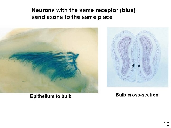 Neurons with the same receptor (blue) send axons to the same place Epithelium to