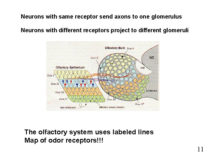 Neurons with same receptor send axons to one glomerulus Neurons with different receptors project