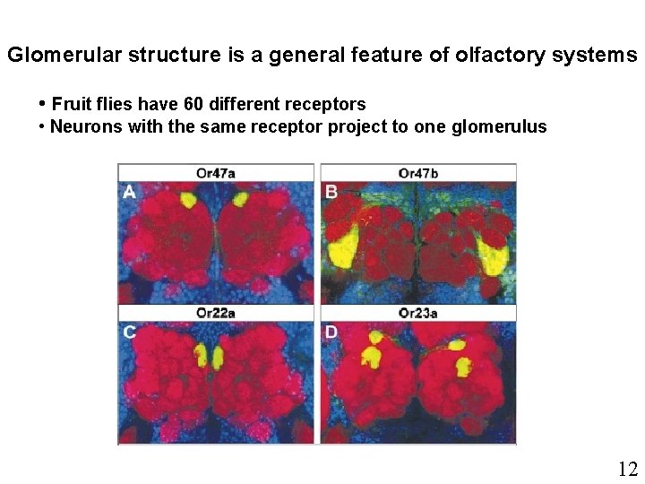 Glomerular structure is a general feature of olfactory systems • Fruit flies have 60