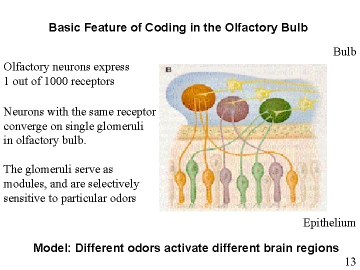 Basic Feature of Coding in the Olfactory Bulb Olfactory neurons express 1 out of