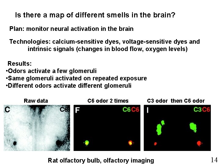 Is there a map of different smells in the brain? Plan: monitor neural activation