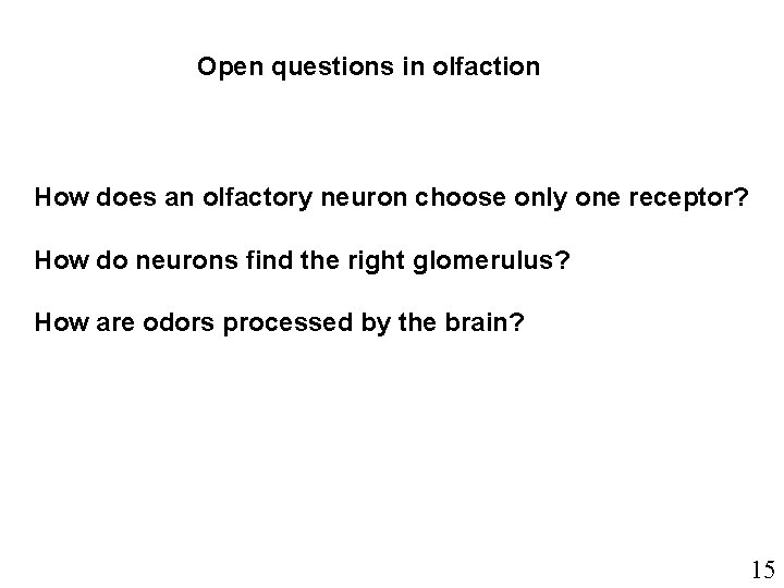 Open questions in olfaction How does an olfactory neuron choose only one receptor? How