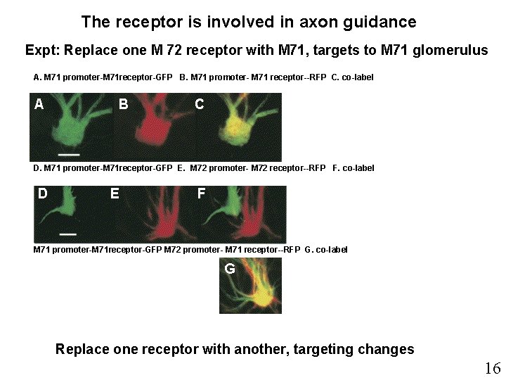 The receptor is involved in axon guidance Expt: Replace one M 72 receptor with