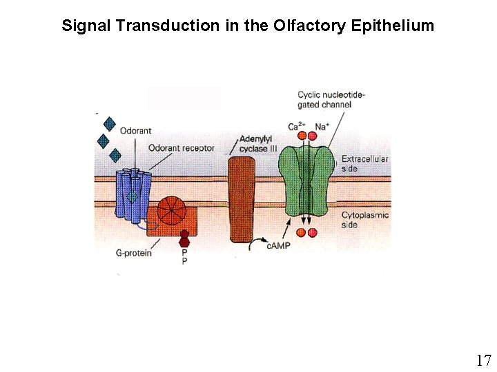 Signal Transduction in the Olfactory Epithelium 17 