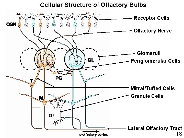 Cellular Structure of Olfactory Bulbs Receptor Cells Olfactory Nerve Glomeruli Periglomerular Cells Mitral/Tufted Cells