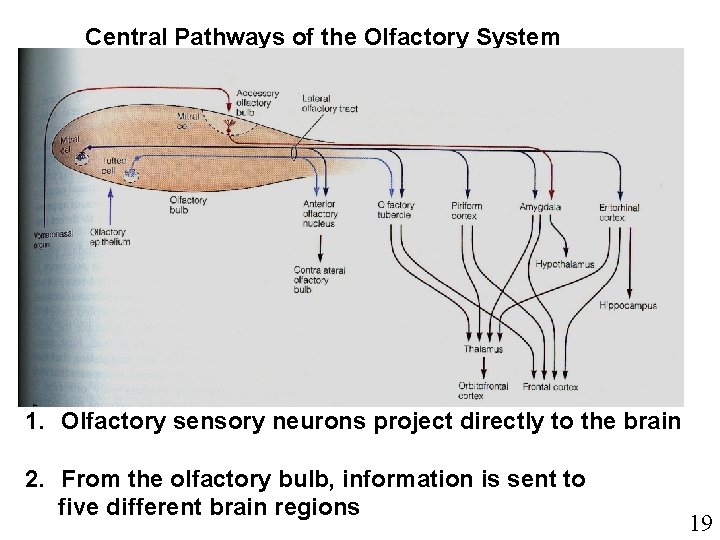 Central Pathways of the Olfactory System 1. Olfactory sensory neurons project directly to the