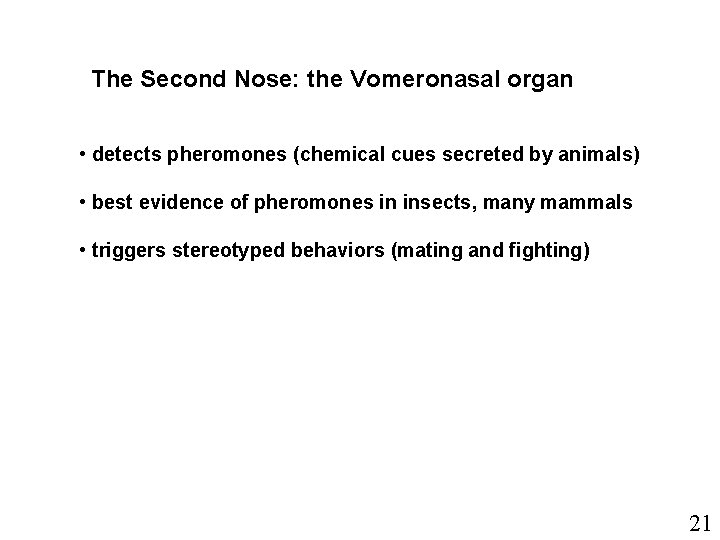 Accessory Olfactory System The Second Nose: the Vomeronasal organ • detects pheromones (chemical cues