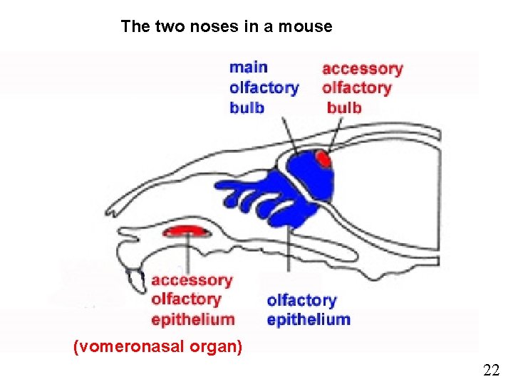 The two noses in a mouse (vomeronasal organ) 22 