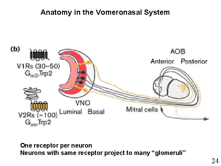 Anatomy in the Vomeronasal System One receptor per neuron Neurons with same receptor project