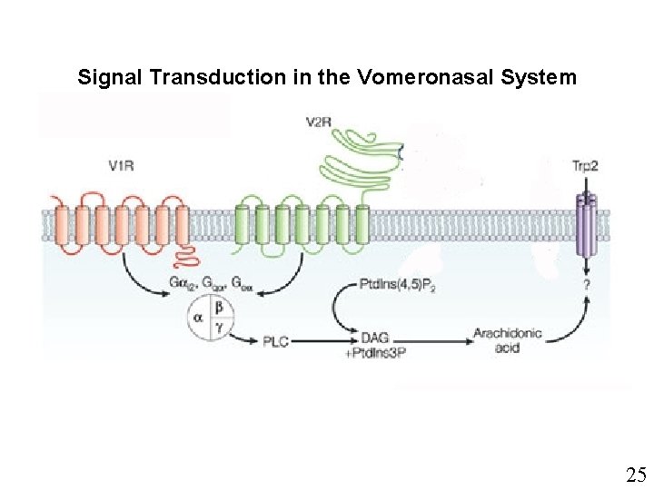 Signal Transduction in the Vomeronasal System 25 