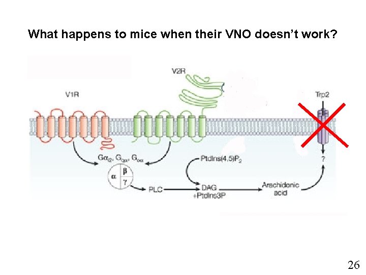 What happens to mice when their VNO doesn’t work? 26 