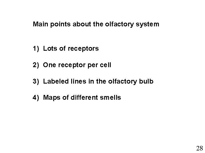Main points about the olfactory system 1) Lots of receptors 2) One receptor per