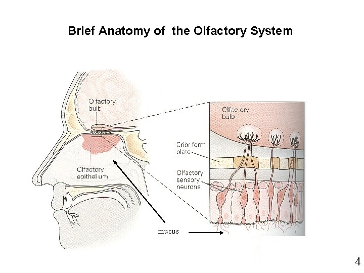 Brief Anatomy of the Olfactory System mucus 4 