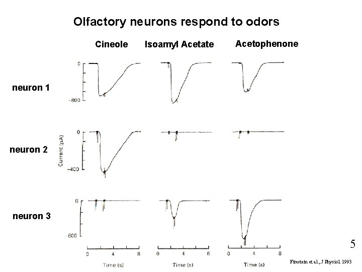 Olfactory neurons respond to odors Cineole Isoamyl Acetate Acetophenone neuron 1 neuron 2 neuron
