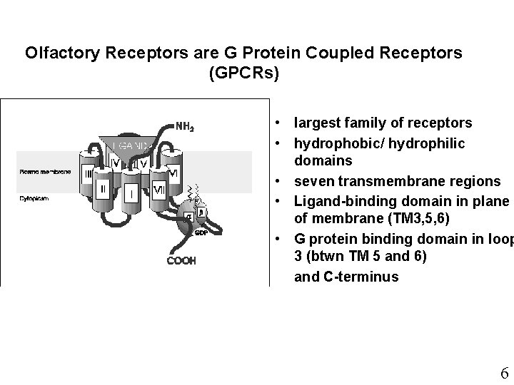 Olfactory Receptors are G Protein Coupled Receptors (GPCRs) • largest family of receptors •