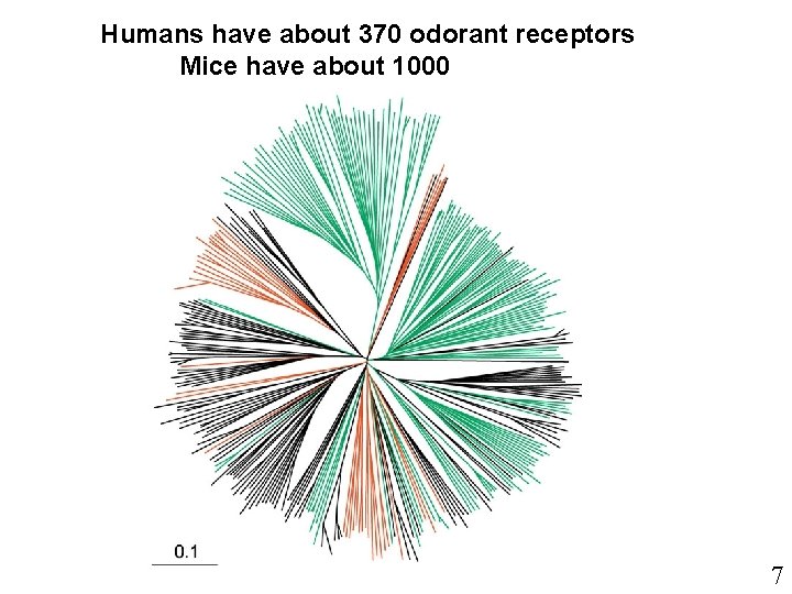 Humans have about 370 odorant receptors Mice have about 1000 7 