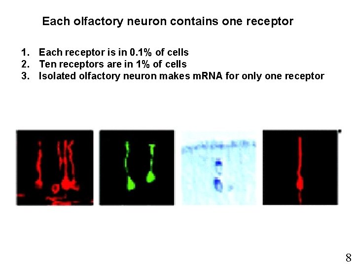 Each olfactory neuron contains one receptor 1. Each receptor is in 0. 1% of