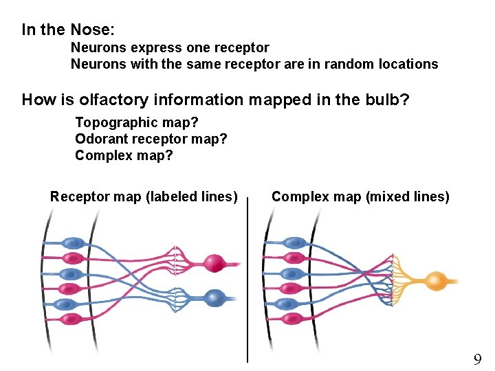 In the Nose: Neurons express one receptor Neurons with the same receptor are in