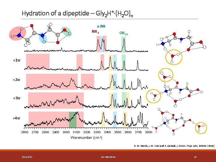 Hydration of a dipeptide – Gly 2 H+·(H 2 O)n a-NH NH 3 OHCA