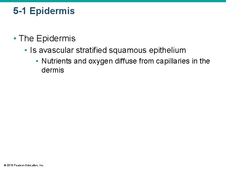 5 -1 Epidermis • The Epidermis • Is avascular stratified squamous epithelium • Nutrients