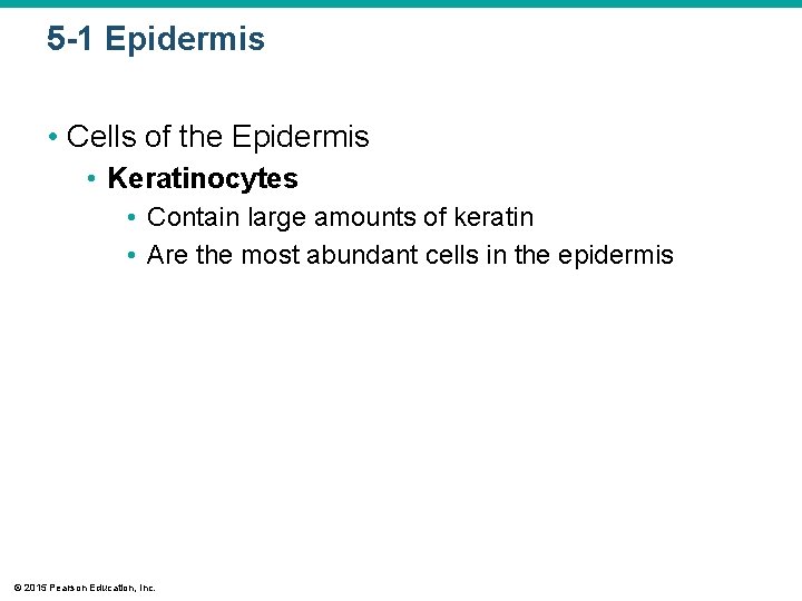 5 -1 Epidermis • Cells of the Epidermis • Keratinocytes • Contain large amounts