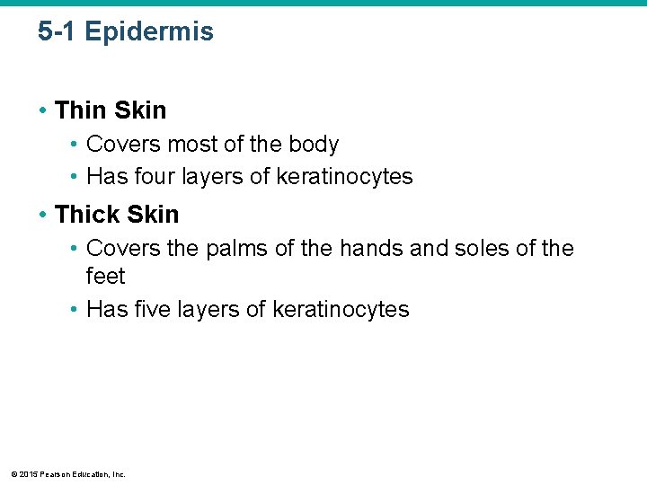 5 -1 Epidermis • Thin Skin • Covers most of the body • Has