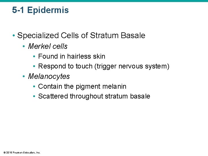 5 -1 Epidermis • Specialized Cells of Stratum Basale • Merkel cells • Found