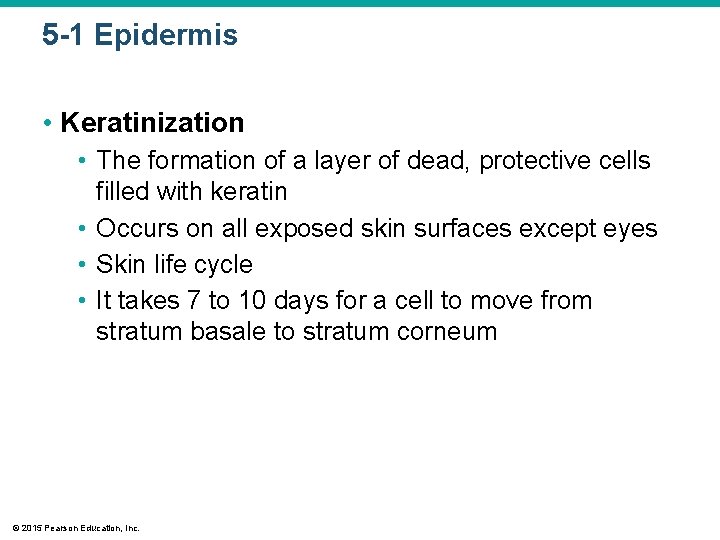 5 -1 Epidermis • Keratinization • The formation of a layer of dead, protective