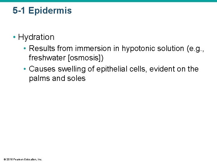 5 -1 Epidermis • Hydration • Results from immersion in hypotonic solution (e. g.