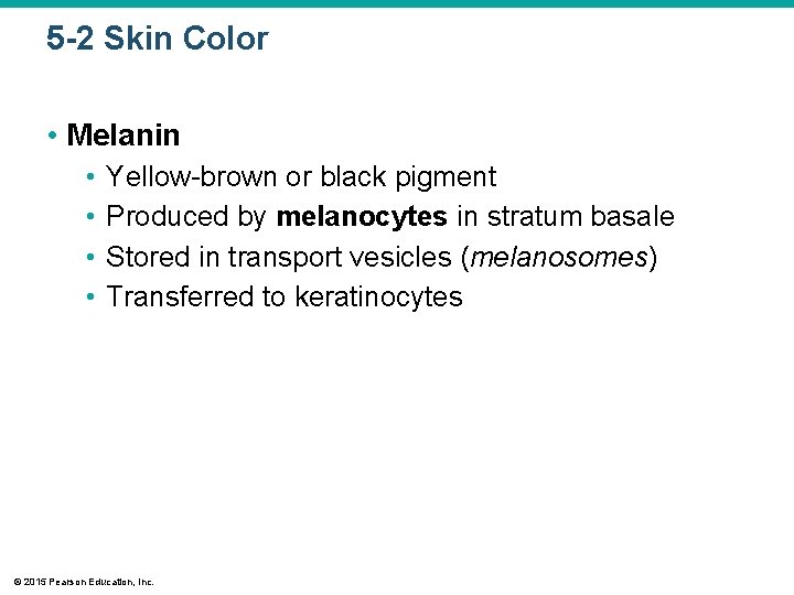 5 -2 Skin Color • Melanin • • Yellow-brown or black pigment Produced by