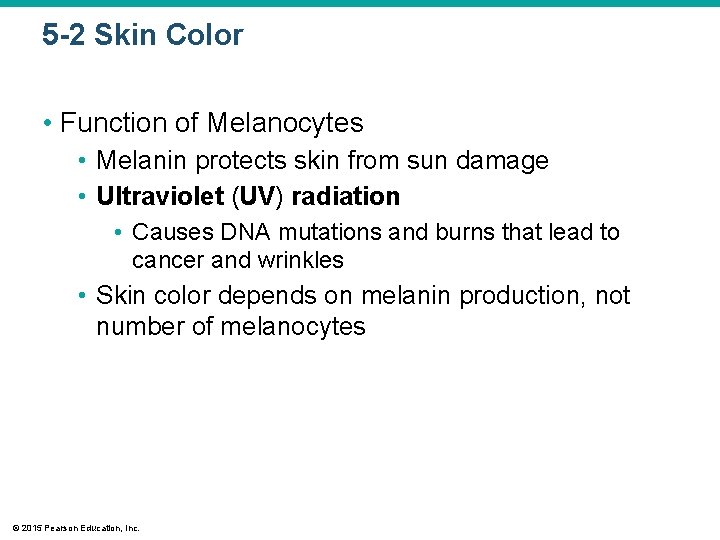 5 -2 Skin Color • Function of Melanocytes • Melanin protects skin from sun