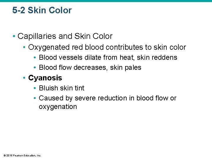 5 -2 Skin Color • Capillaries and Skin Color • Oxygenated red blood contributes