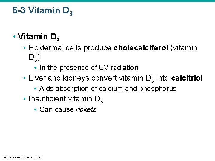 5 -3 Vitamin D 3 • Epidermal cells produce cholecalciferol (vitamin D 3) •