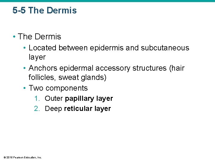 5 -5 The Dermis • Located between epidermis and subcutaneous layer • Anchors epidermal