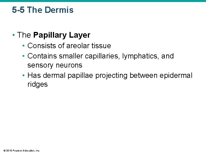 5 -5 The Dermis • The Papillary Layer • Consists of areolar tissue •