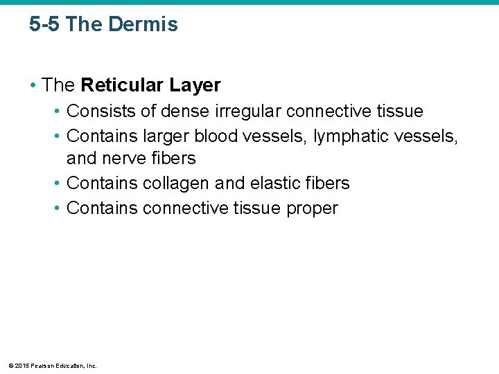 5 -5 The Dermis • The Reticular Layer • Consists of dense irregular connective