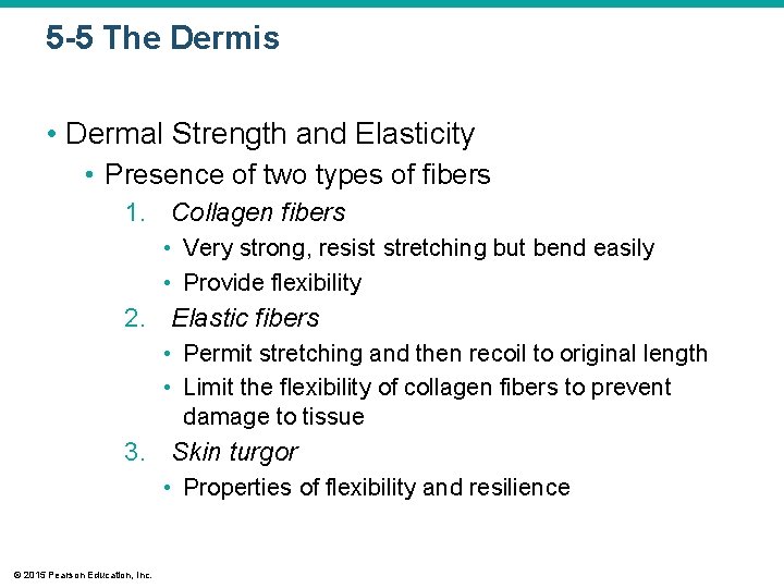 5 -5 The Dermis • Dermal Strength and Elasticity • Presence of two types