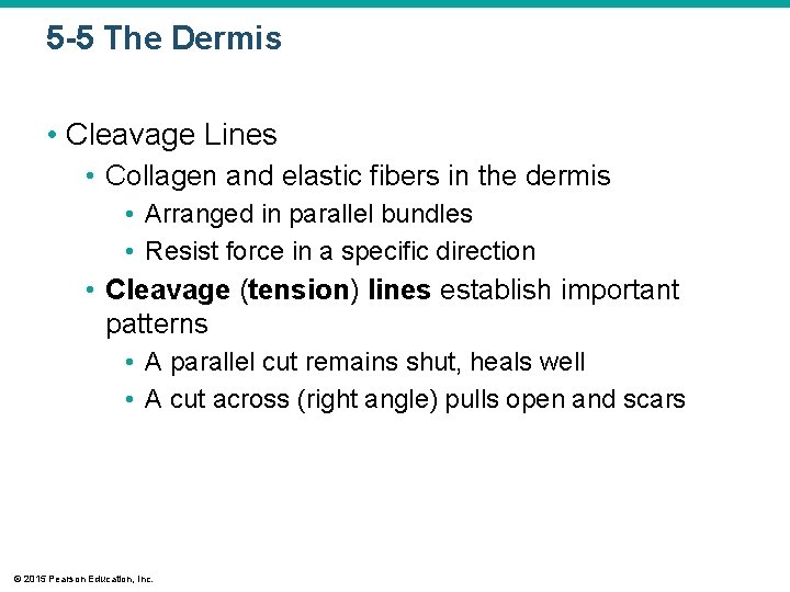 5 -5 The Dermis • Cleavage Lines • Collagen and elastic fibers in the