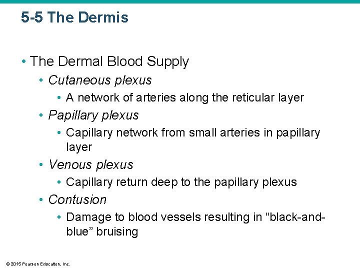 5 -5 The Dermis • The Dermal Blood Supply • Cutaneous plexus • A