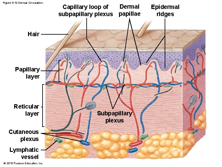 Figure 5 -10 Dermal Circulation. Dermal Capillary loop of subpapillary plexus papillae Hair Papillary