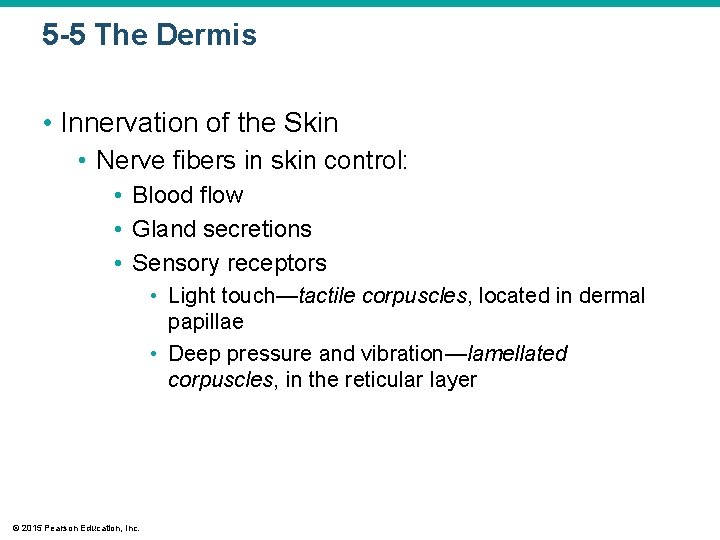 5 -5 The Dermis • Innervation of the Skin • Nerve fibers in skin