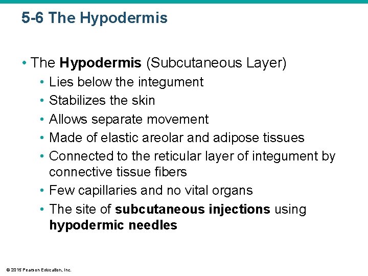 5 -6 The Hypodermis • The Hypodermis (Subcutaneous Layer) • • • Lies below