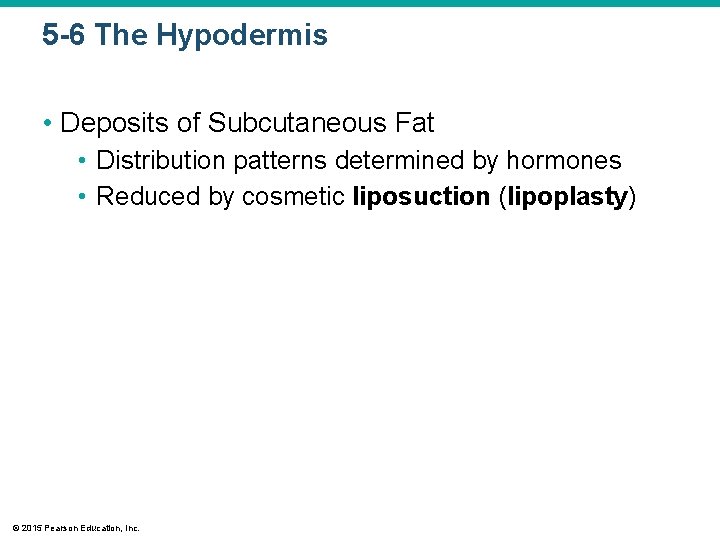 5 -6 The Hypodermis • Deposits of Subcutaneous Fat • Distribution patterns determined by