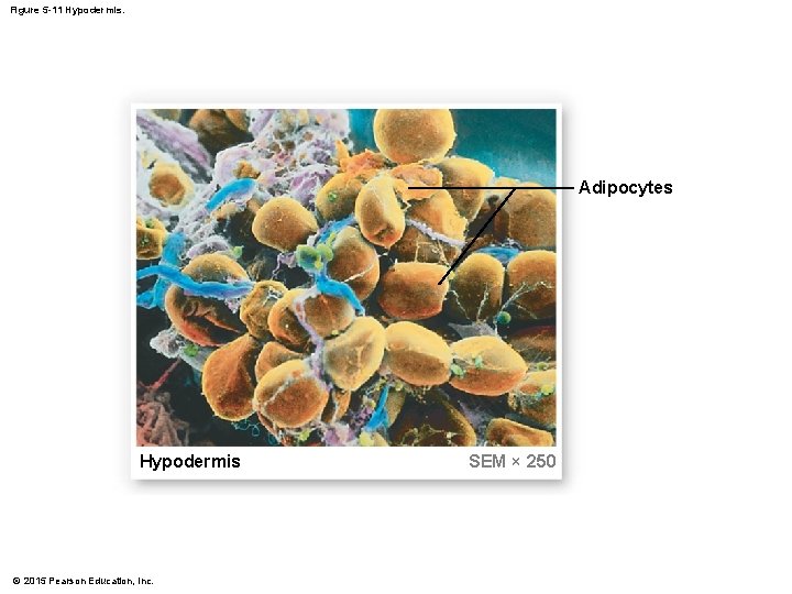 Figure 5 -11 Hypodermis. Adipocytes Hypodermis © 2015 Pearson Education, Inc. SEM × 250